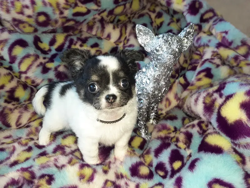 Günther