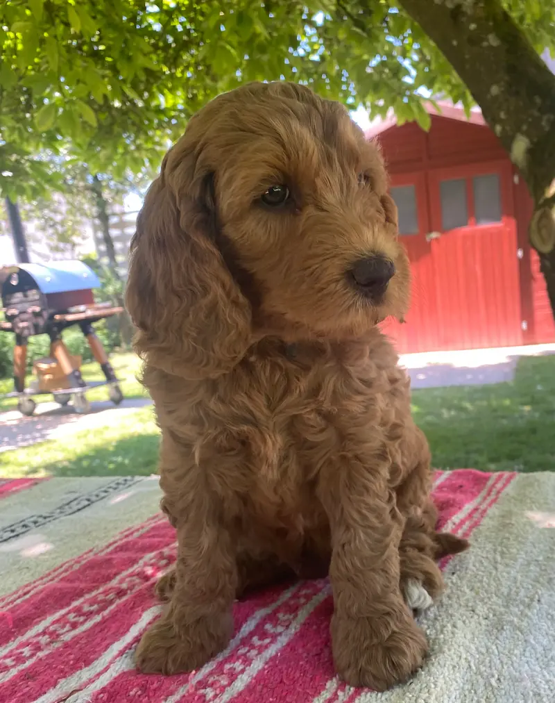 Günther