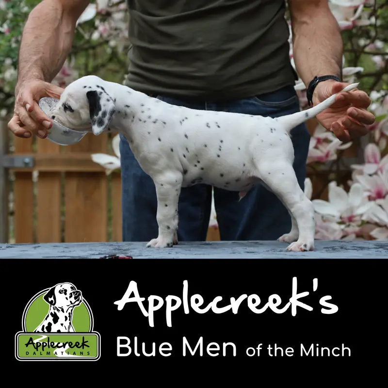 Applecreek’s Blue Men of the Minch