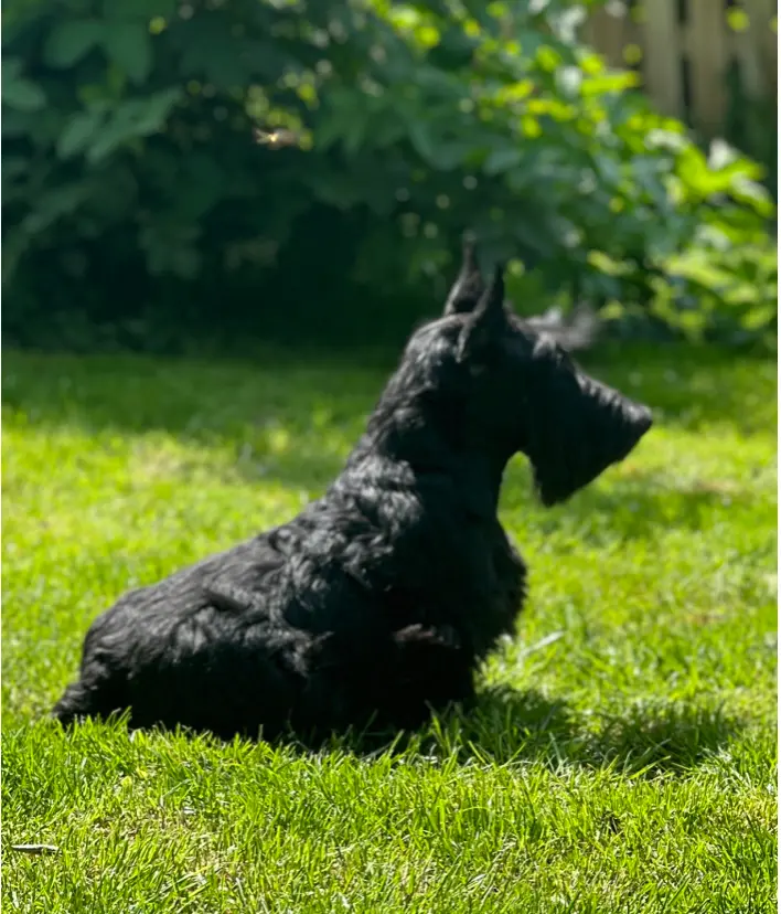Scottish Terrier Little Jumpers main gallery image