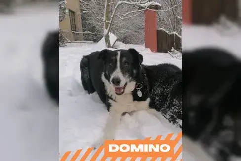 Domino main gallery image