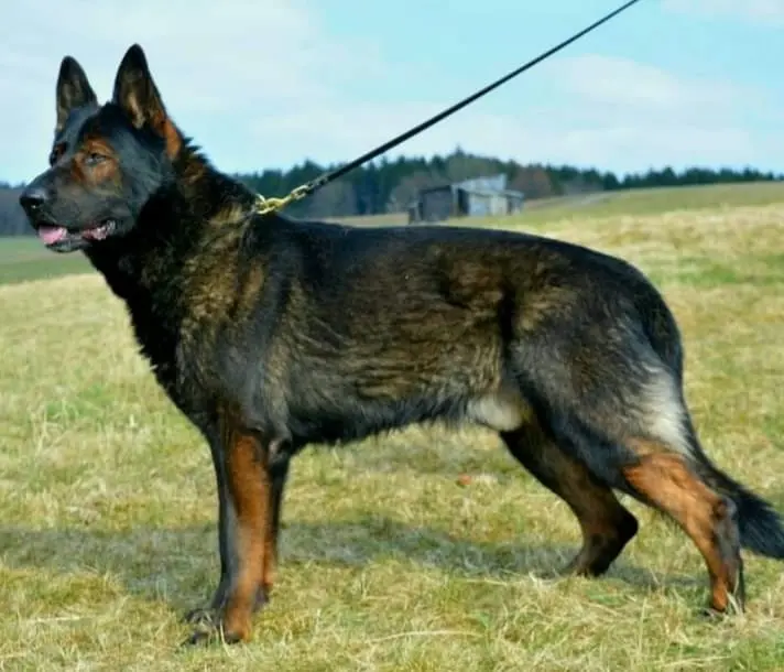 Schäferhunde vom Deutschen Rosenstamm main gallery image