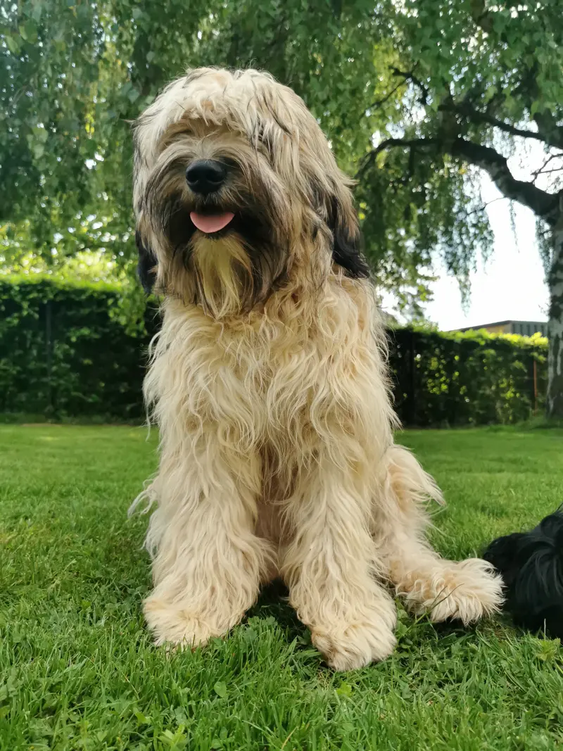 Ayla