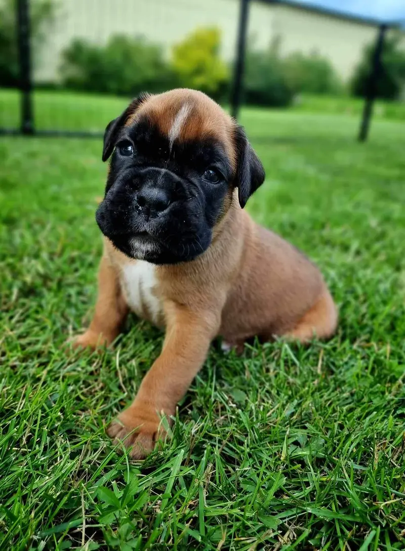 Elliot