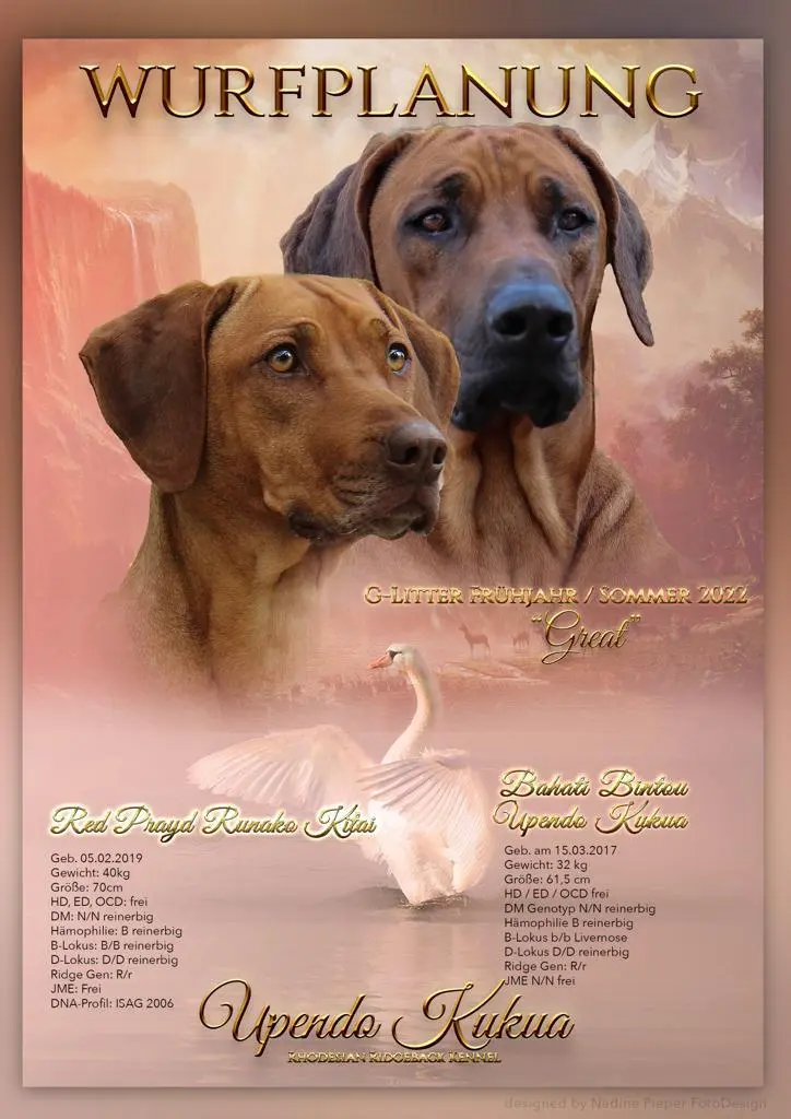 Rhodesian Ridgeback Kennel „Upendo Kukua“ main gallery image