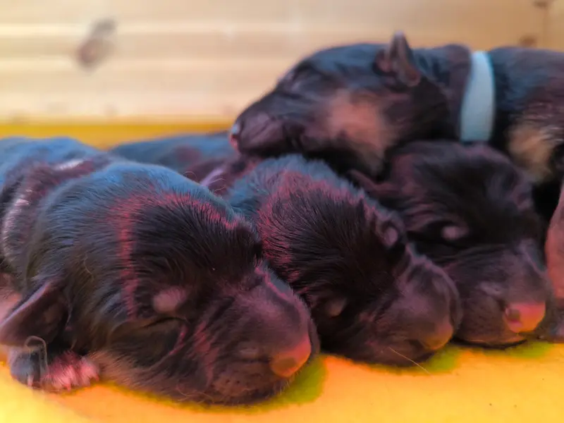 Foto de la camada: Puppy