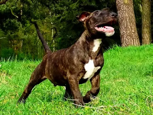 Elias