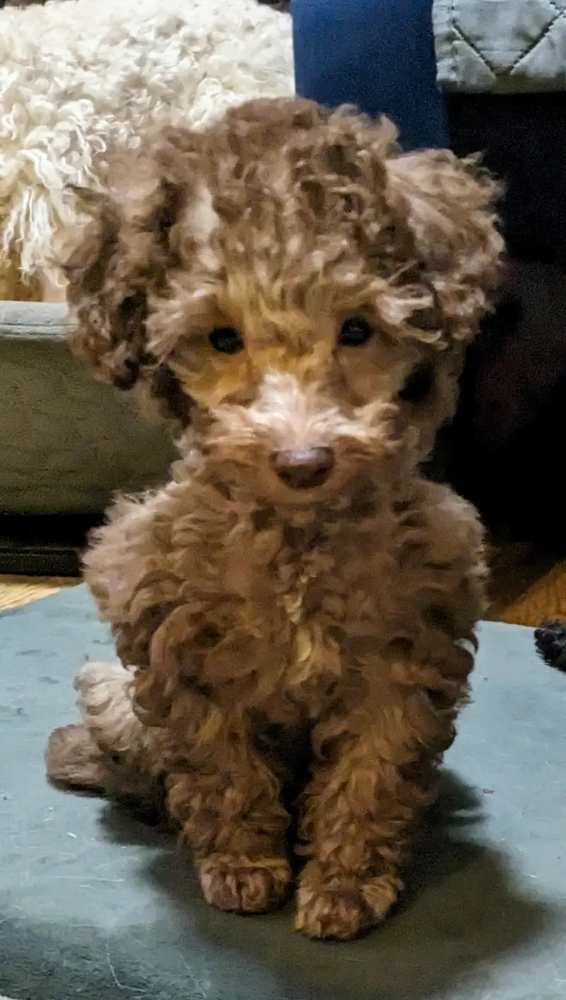 Nugget