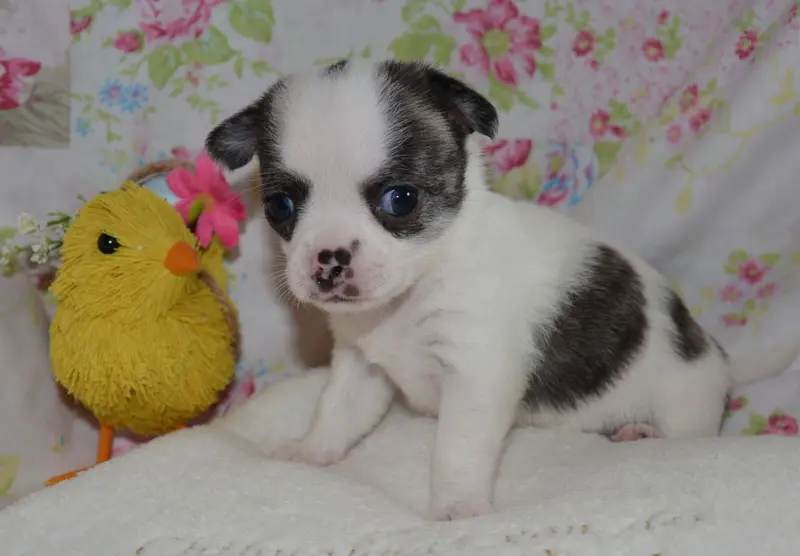 Chihuahua Rüde mit Stammbaum – štěně Chihuahua