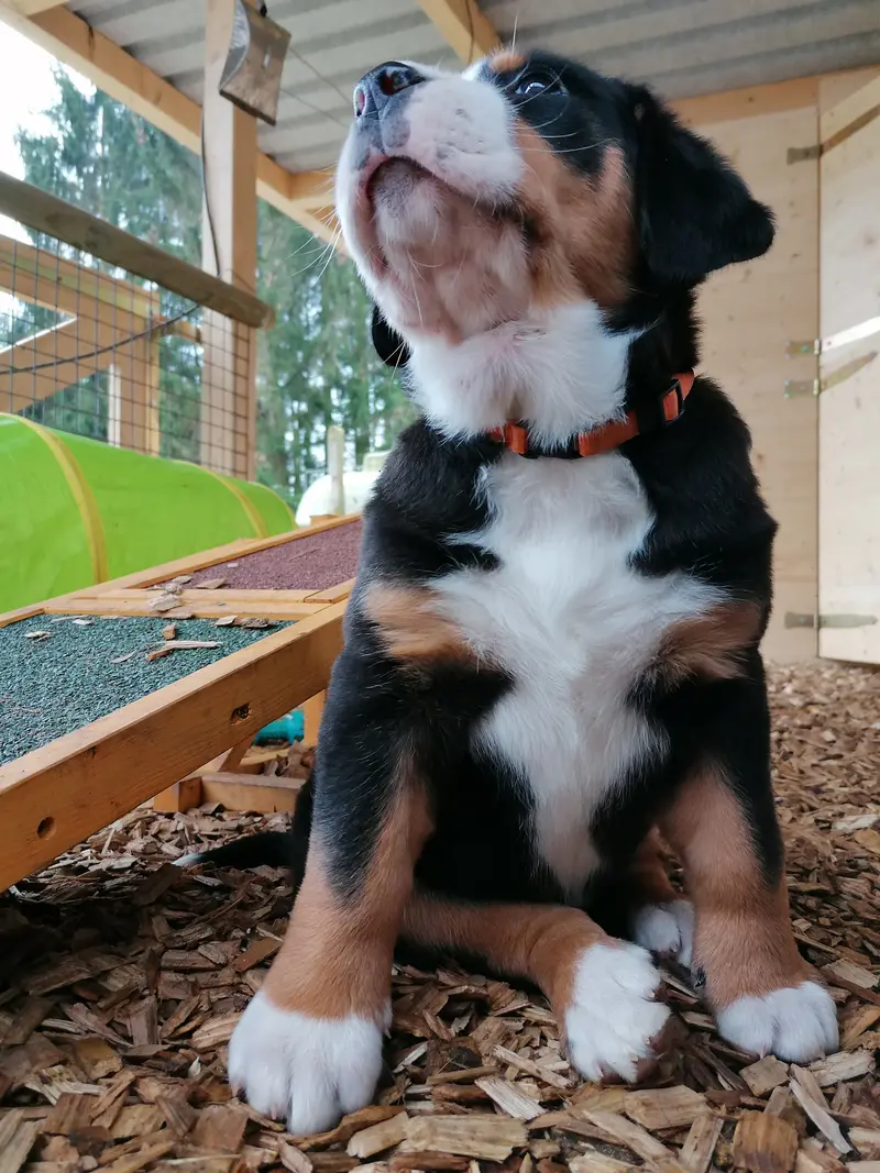 W U R F P L A N U N G - Großer Schweizer Sennenhund Welpen main gallery image
