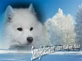Samojeden vom Kalten Feld main gallery image