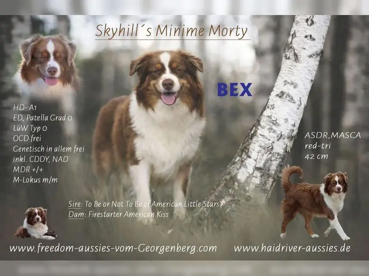Deckrüde - Miniature Australian Shepherd ASDR, MASCA – Australian Shepherd Pup