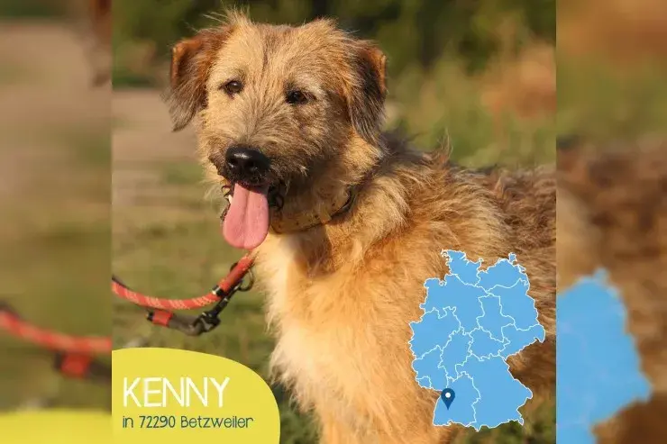 Kenny main gallery image