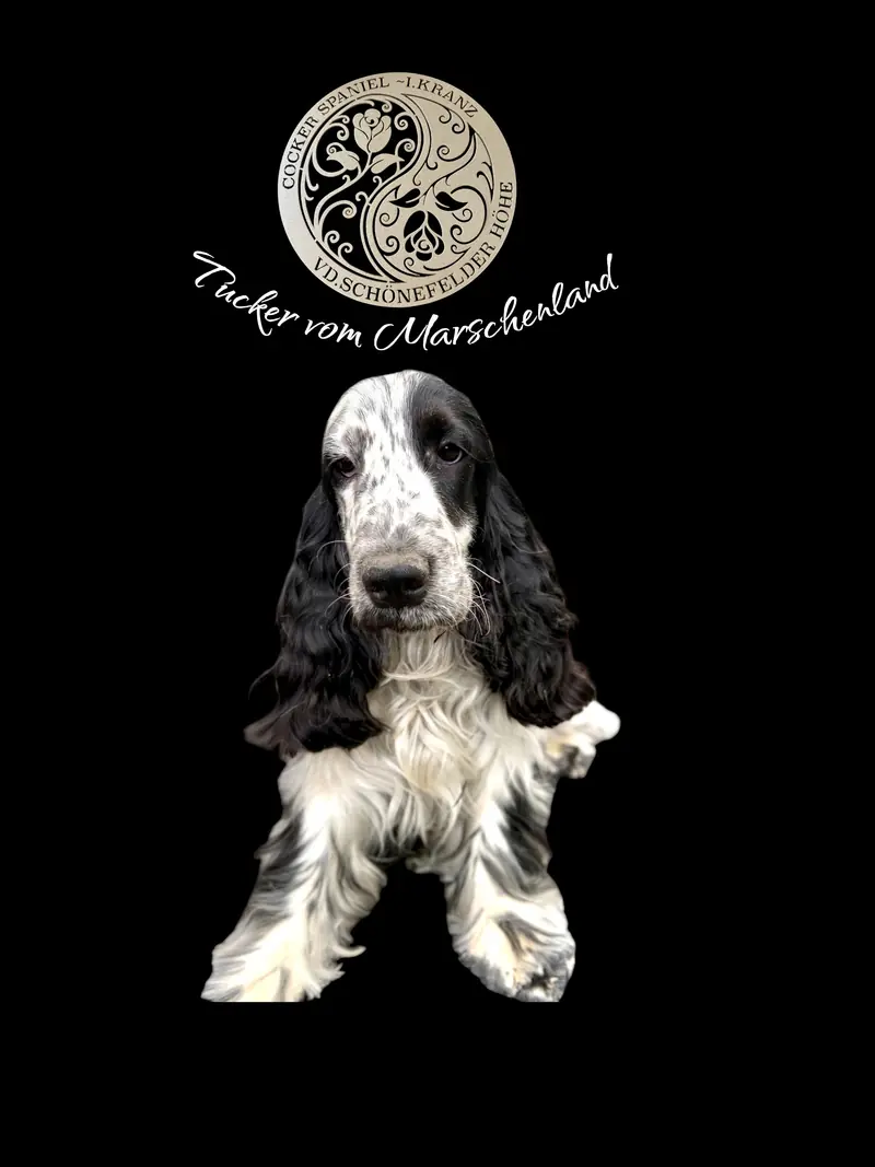 Tucker  vom Marschenland