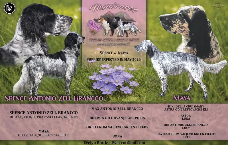 Zauberhafte English Setter Welpen werden voller Freude erwartet main gallery image