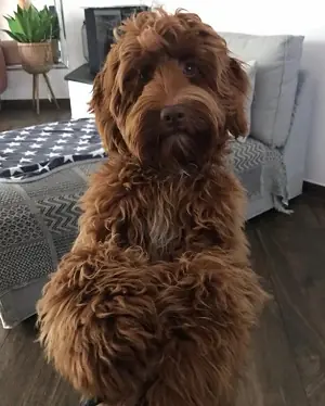 Lilou