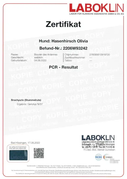 Hasenhirsch Olivia