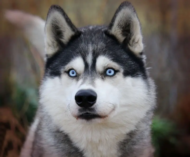 "Chilko" of Snow Wolf Valley