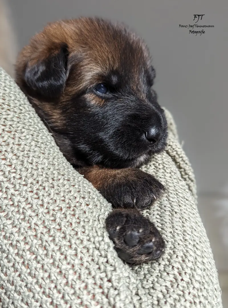 Frieda
