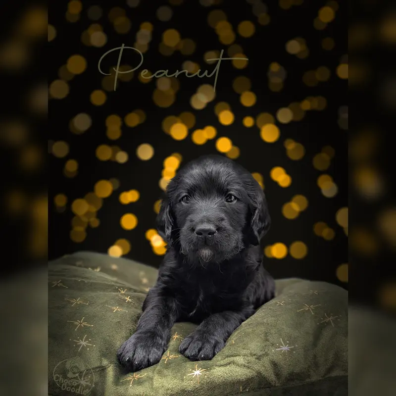 Peanut