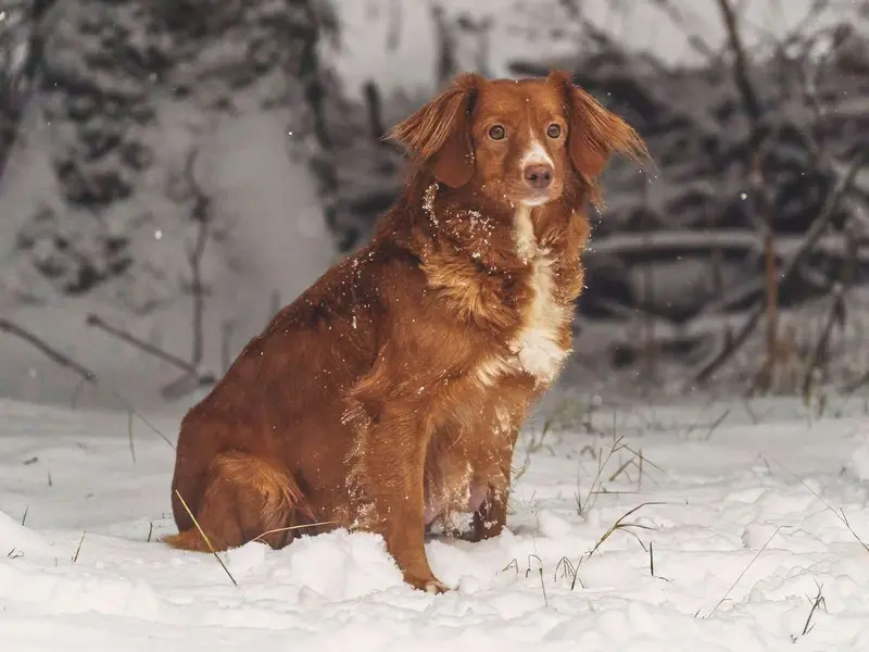 Pippa
