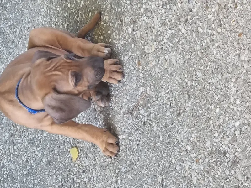 Thor