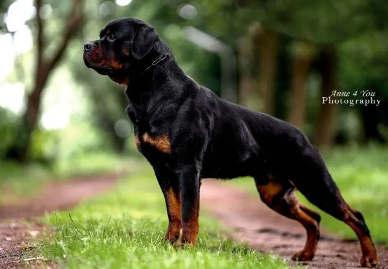 Rottweiler vom Eisernen Kreuz main gallery image