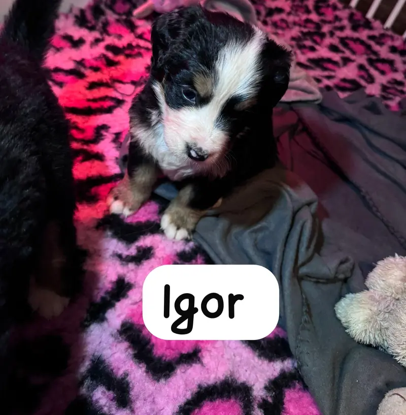 Foto da ninhada: Puppy