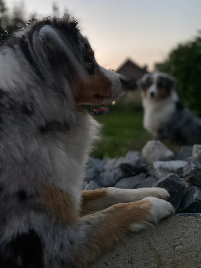Soul Dogs Aussies main gallery image