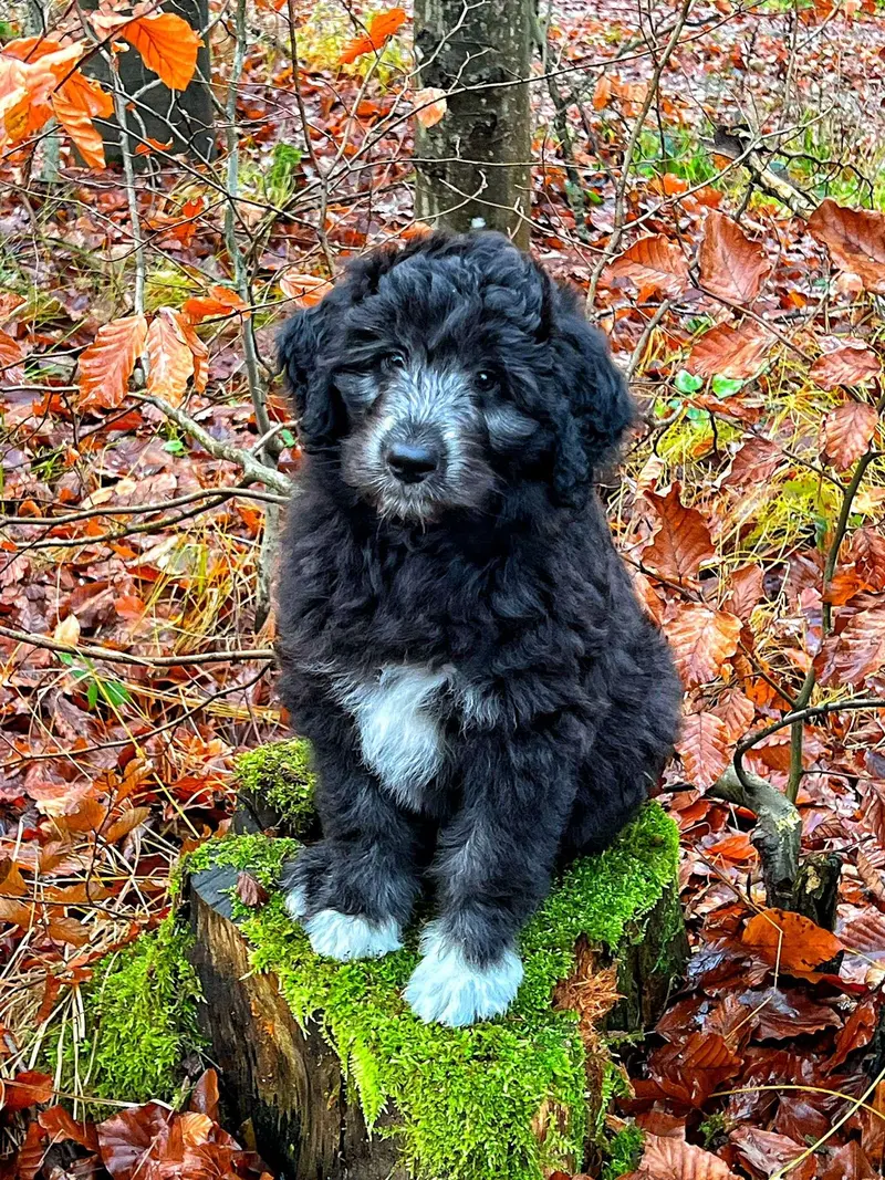 AUSSIEDOODLE main gallery image