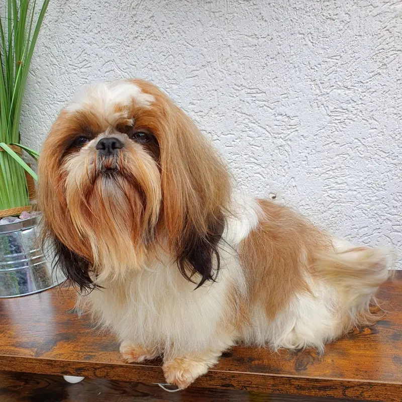 Reinrassige Shih Tzu Mädchen main gallery image