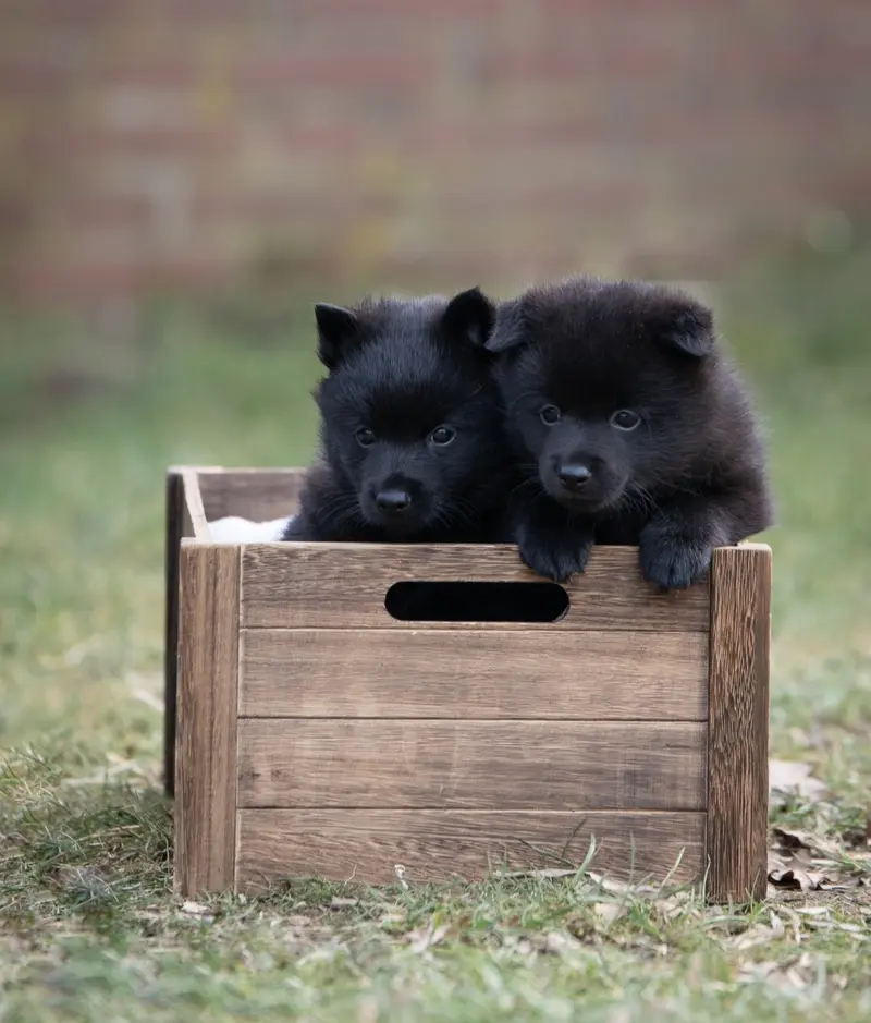 Black Star Schipperkes Bubbles