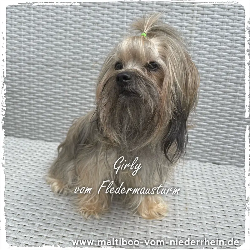 Girlie vom Fledermausturm 