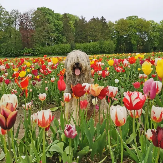 Trixie vom Wäller aus der Obergrafschaft