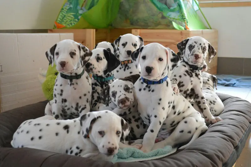 Aramis – Dalmatiner Puppy