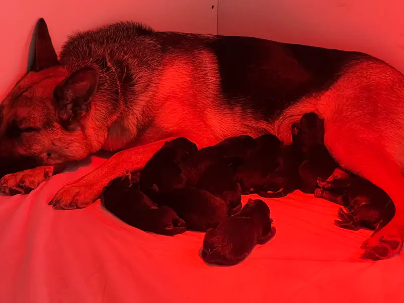 Foto de la camada: Puppy