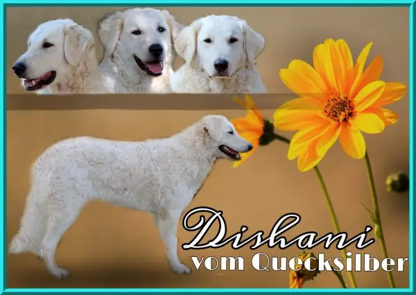 Dishani vom Quecksilber