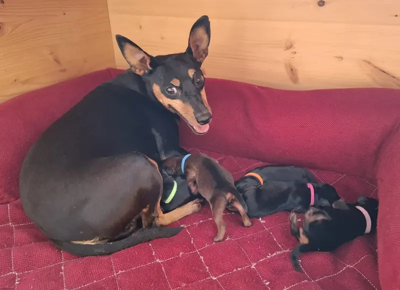 Foto da ninhada: Jonas