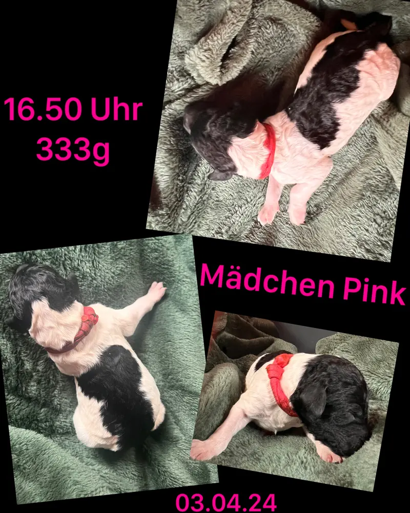 Pink