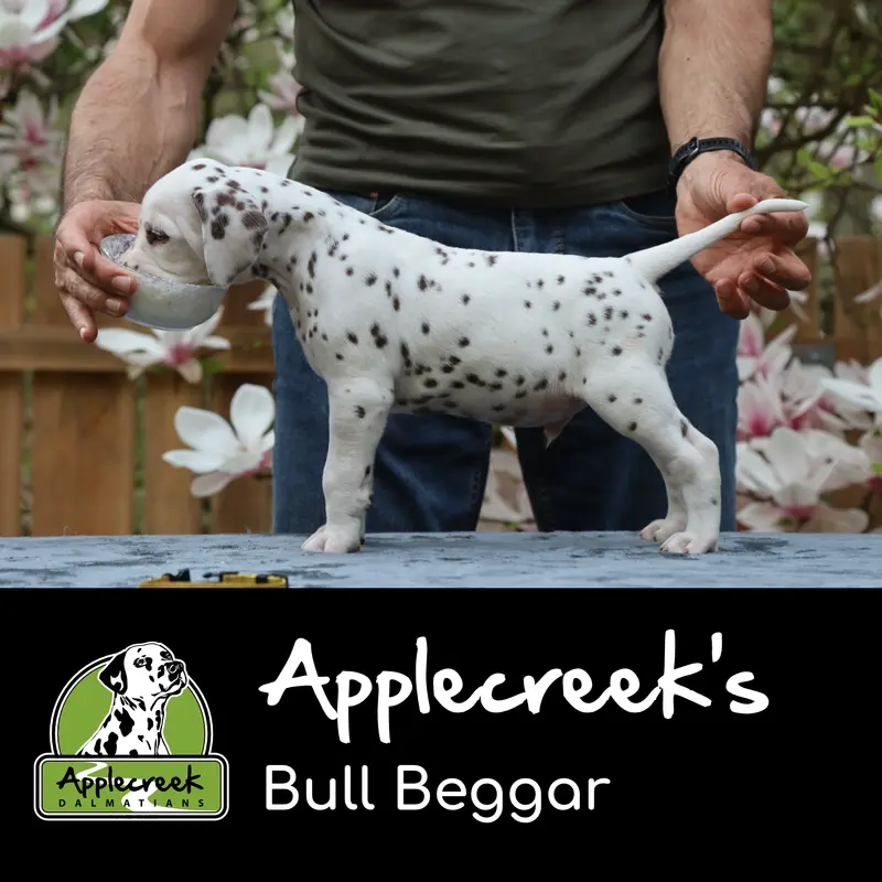 Applecreek’s Bull Beggar