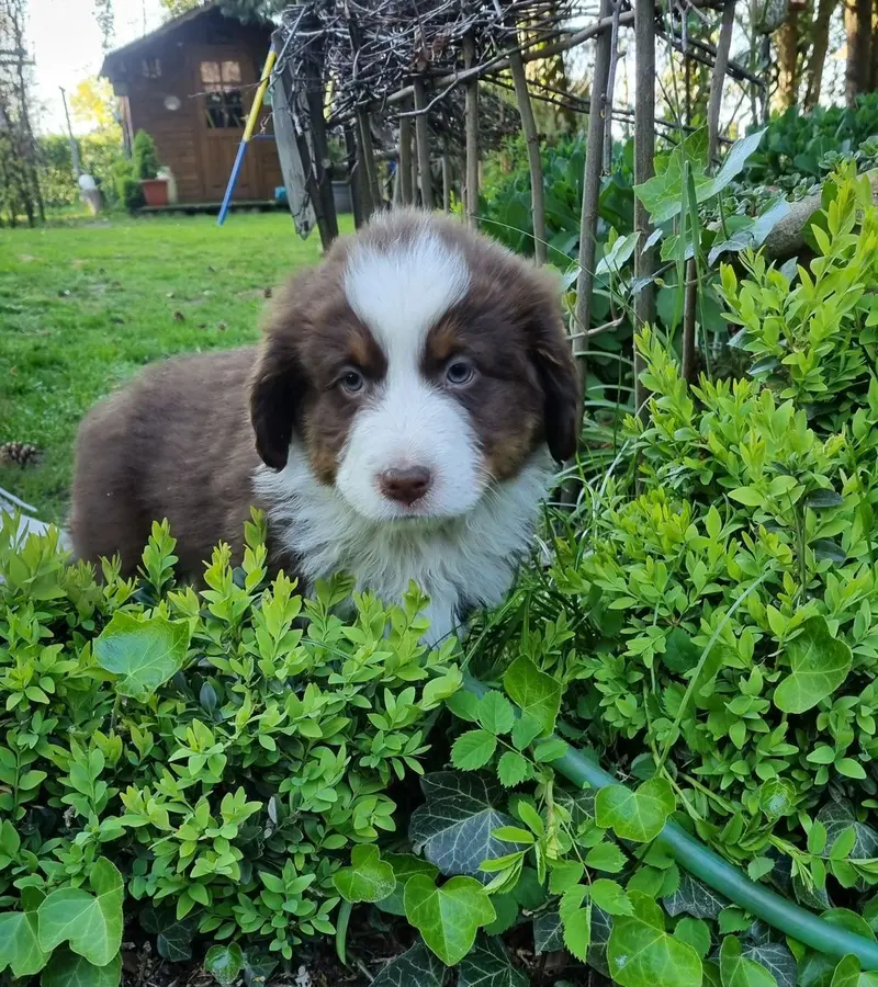 Australian shepherd reinrassig – Australian Shepherd Pup