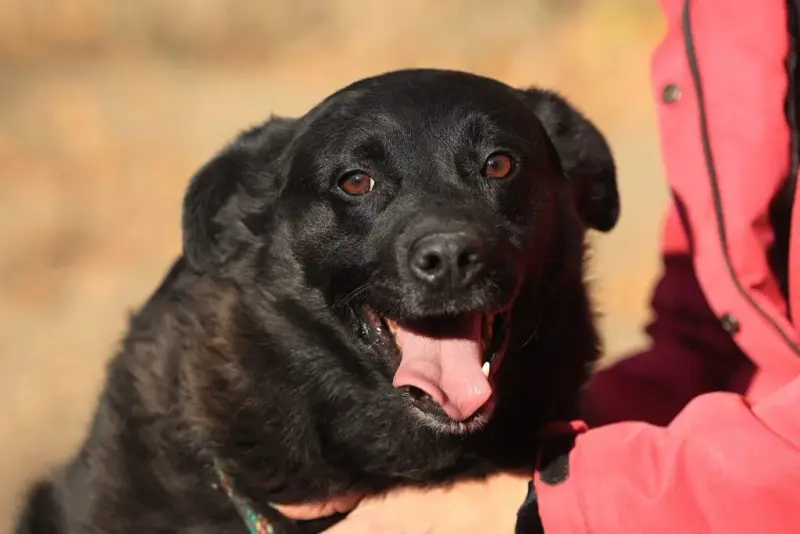 Bobby – Labrador Mischling