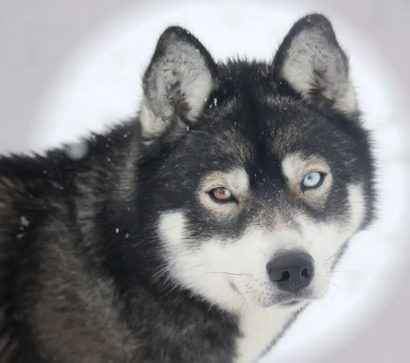 "Aponi" Sarabi of Snow Wolf Valley