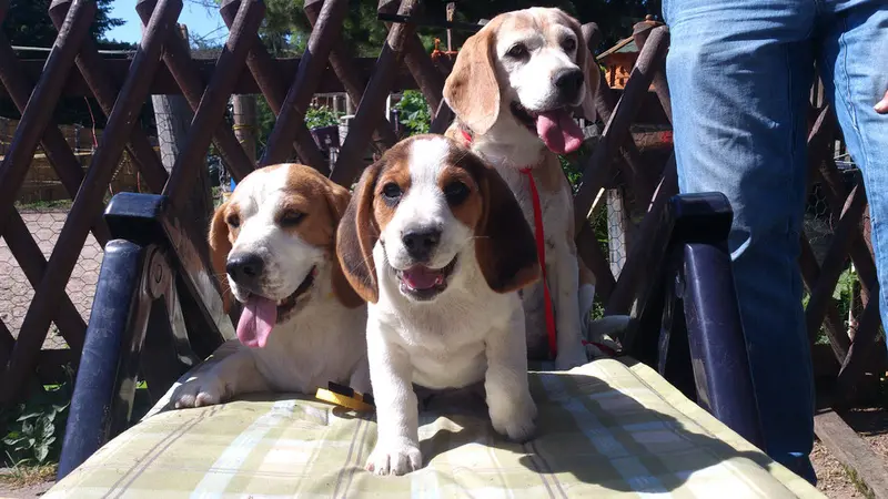 Beagle von der Krayenburg main gallery image