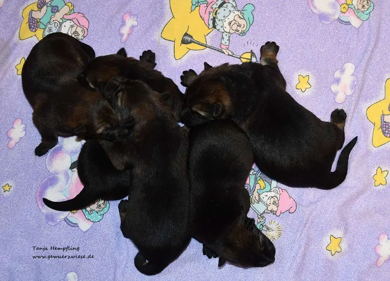 Foto de la camada: Puppy