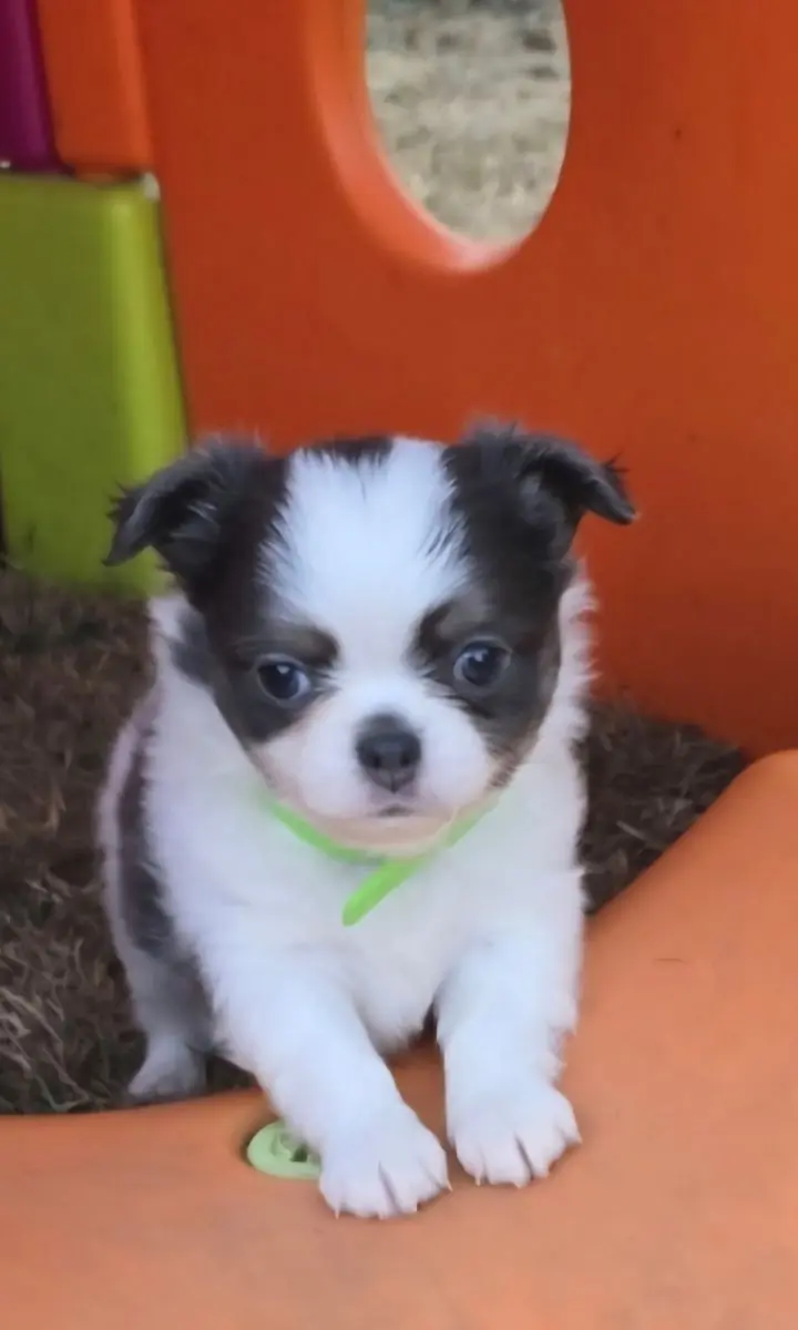 Chihuahuawelpen aus liebevoller kleiner deutschen Vereinsucht main gallery image