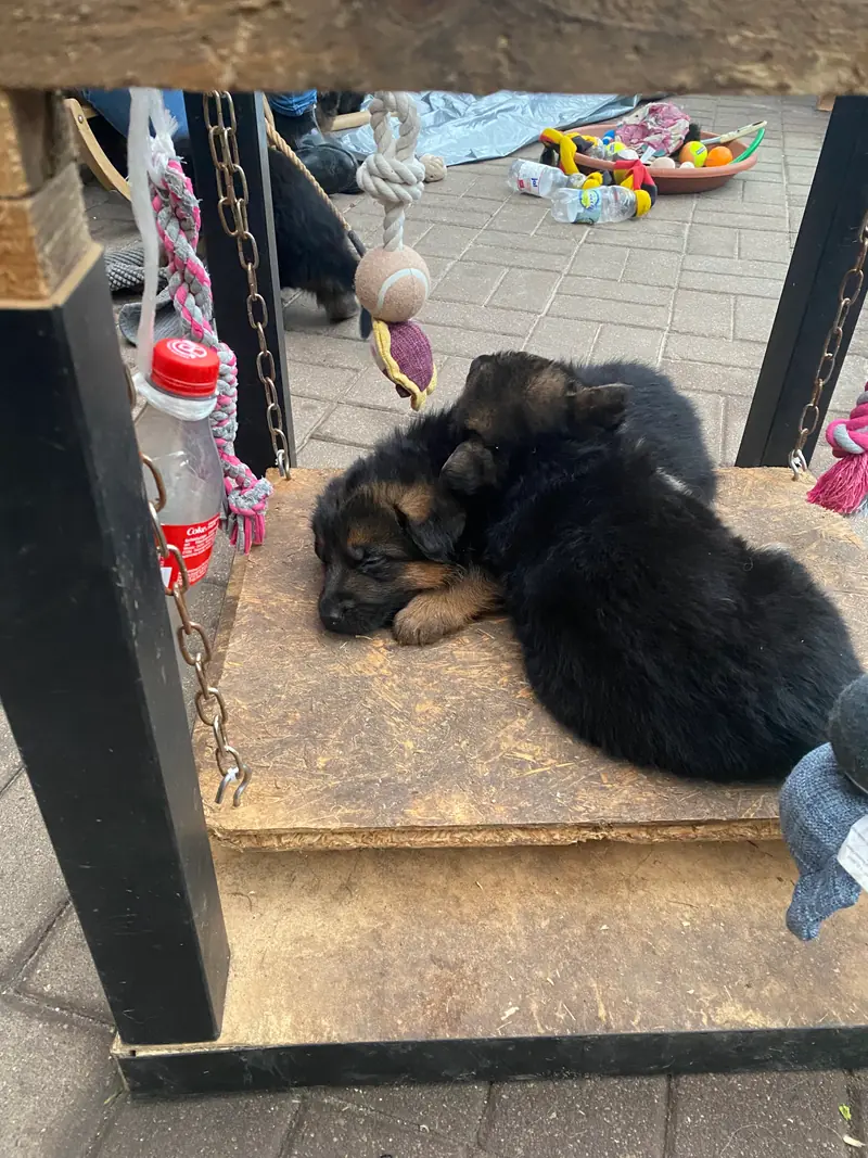 Foto des Wurfs: Puppy
