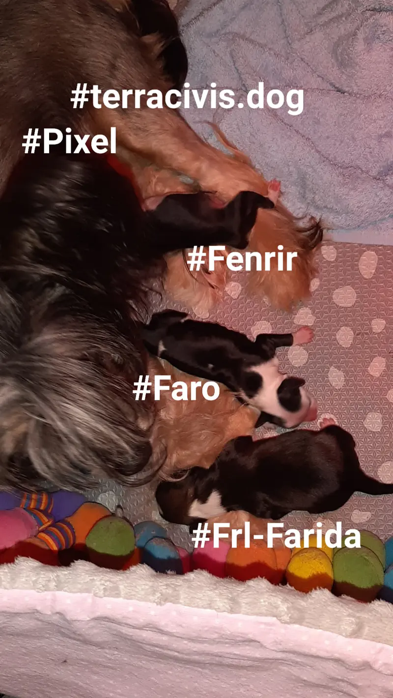 Fenrir in Terra Civis
