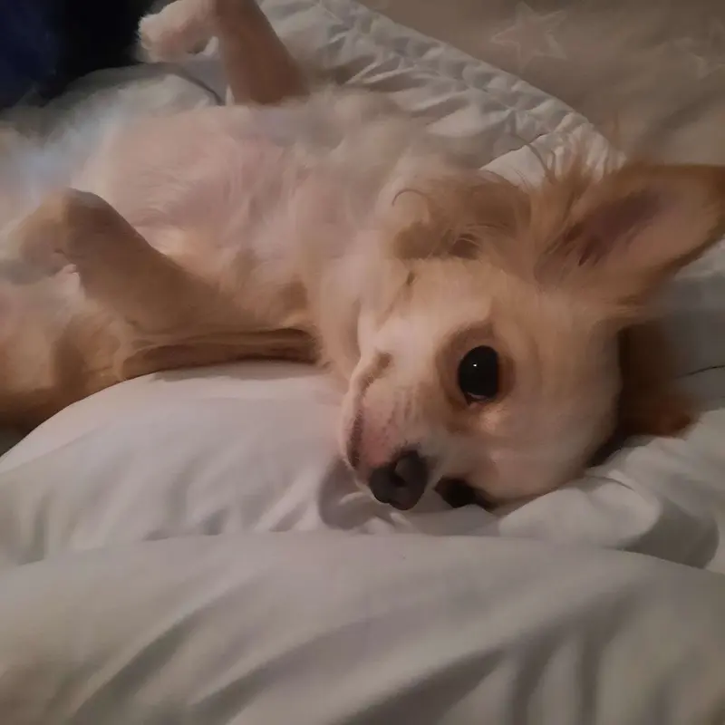 Little Girl Lilo of my Dreamlands 