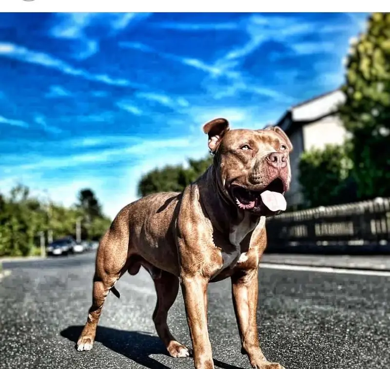 ProfiBullies main gallery image